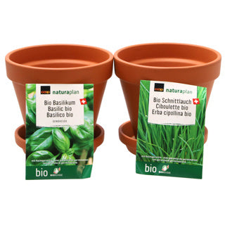 Terracotta Pot Set
